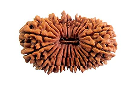 TRIDEV Gemstone 21 Mukhi Rudraksha (इक्कीस फेस रुद्राक्ष) Nepali Brown Beads Certified by Authority Lab for Unisex